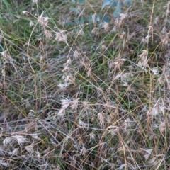 Themeda triandra (Kangaroo Grass) at Watson, ACT - 20 Apr 2024 by AniseStar