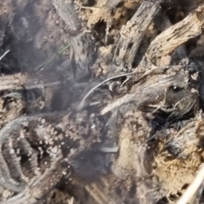 Tasmanicosa sp. (genus) (Unidentified Tasmanicosa wolf spider) at Bungendore, NSW - 20 Apr 2024 by clarehoneydove