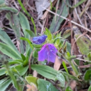 Echium plantagineum at Watson, ACT - 20 Apr 2024