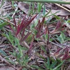 Trifolium angustifolium (Narrowleaf Clover) at Watson, ACT - 20 Apr 2024 by AniseStar