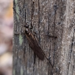 Boreoides subulatus (Wingless Soldier Fly) at QPRC LGA - 19 Apr 2024 by clarehoneydove