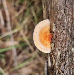 Unidentified Fungus at Bungendore, NSW - 19 Apr 2024 by clarehoneydove