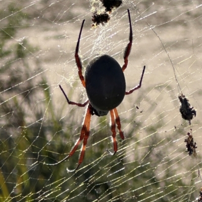 Trichonephila edulis (Golden orb weaver) at Moollattoo, NSW - 21 Apr 2024 by lbradley