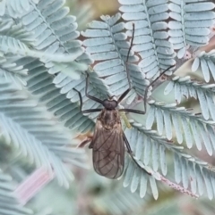 Stratiomyidae (family) (Soldier fly) at QPRC LGA - 19 Apr 2024 by clarehoneydove