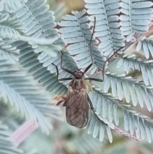 Stratiomyidae (family) at QPRC LGA - suppressed