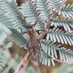 Stratiomyidae (family) at QPRC LGA - suppressed