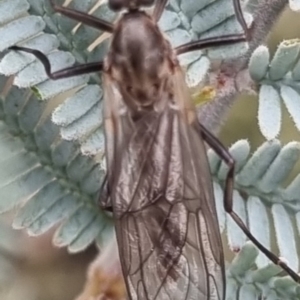 Stratiomyidae (family) at suppressed - 19 Apr 2024