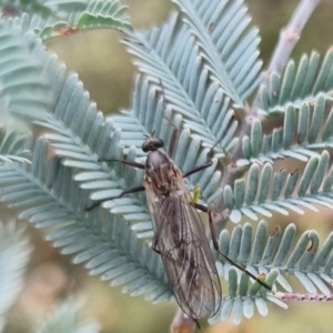 Stratiomyidae (family) at QPRC LGA - suppressed