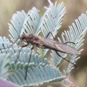 Stratiomyidae (family) at suppressed - 19 Apr 2024