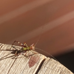 Caedicia simplex at Campbell, ACT - suppressed