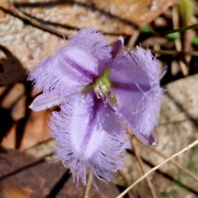 Thysanotus juncifolius (Branching Fringe Lily) at Moruya, NSW - 22 Apr 2024 by LisaH