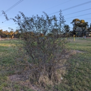 Rosa canina at Watson Green Space - 20 Apr 2024