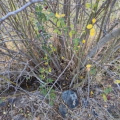 Rosa canina at Watson Green Space - 20 Apr 2024