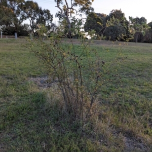 Rosa canina at Watson Green Space - 20 Apr 2024