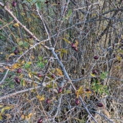 Rosa canina at Watson Green Space - 20 Apr 2024