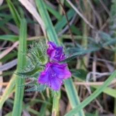 Echium plantagineum (Paterson's Curse) at Watson Woodlands - 20 Apr 2024 by AniseStar