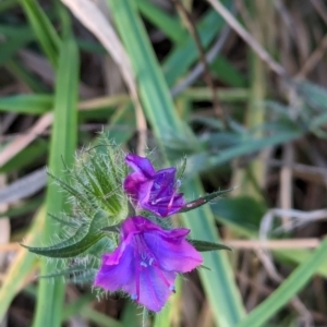 Echium plantagineum at Watson Green Space - 20 Apr 2024