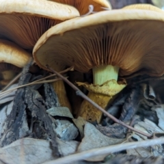 Gymnopilus junonius at Watson Green Space - 20 Apr 2024