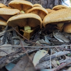 Gymnopilus junonius at Watson Green Space - 20 Apr 2024