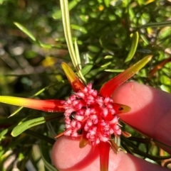 Lambertia formosa (Mountain Devil) at Morton National Park - 21 Apr 2024 by lbradleyKV