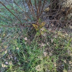 Koelreuteria paniculata (Golden Rain Tree) at Watson Green Space - 20 Apr 2024 by AniseStar