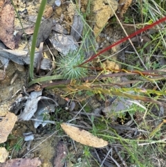 Stylidium lineare (Narrow-leaved Triggerplant) at Morton National Park - 21 Apr 2024 by lbradleyKV