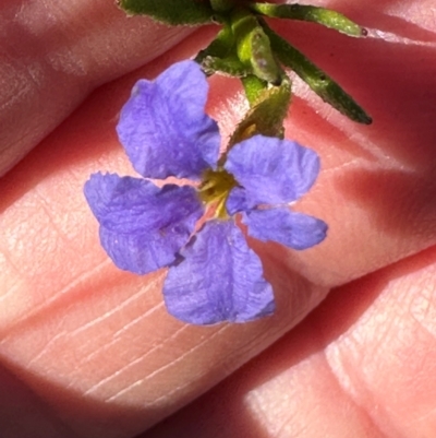 Dampiera stricta (Blue Dampiera) at Morton National Park - 21 Apr 2024 by lbradleyKV