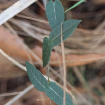 Parsonsia straminea (Common Silkpod) at Moruya, NSW - 22 Apr 2024 by LisaH