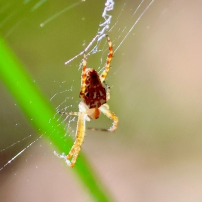 Plebs eburnus (Eastern bush orb-weaver) at Moruya, NSW - 22 Apr 2024 by LisaH