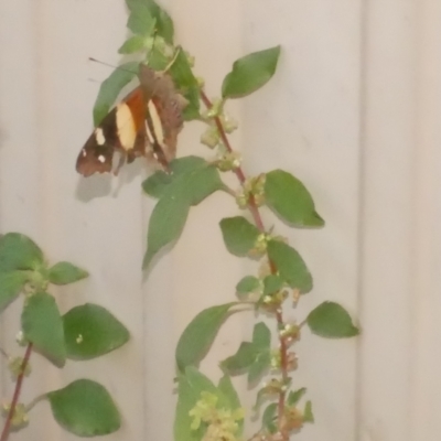 Vanessa itea (Yellow Admiral) at Freshwater Creek, VIC - 23 Jan 2024 by WendyEM