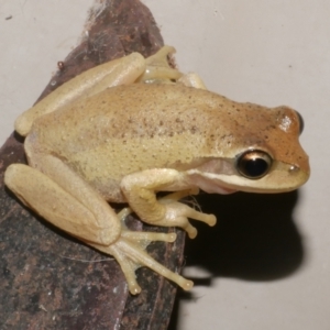 Litoria ewingii at WendyM's farm at Freshwater Ck. - 24 Jan 2024 10:34 PM