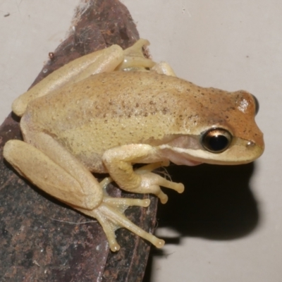 Unidentified Frog at Freshwater Creek, VIC - 24 Jan 2024 by WendyEM