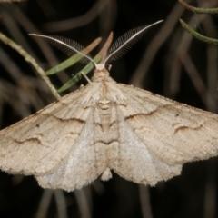 Syneora fractata (Ennominae) at Freshwater Creek, VIC - 31 Jan 2024 by WendyEM