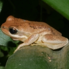 Litoria ewingii at Freshwater Creek, VIC - 31 Jan 2024 by WendyEM