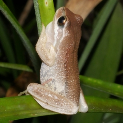 Litoria ewingii at Freshwater Creek, VIC - 31 Jan 2024 by WendyEM