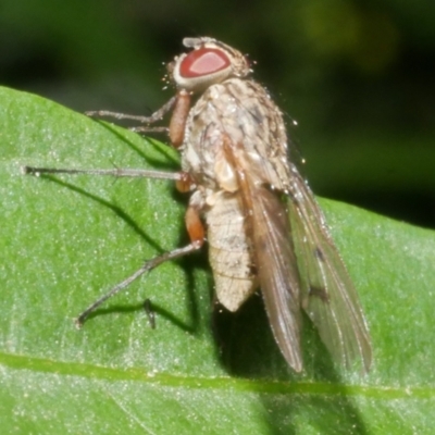 Unidentified Bristle Fly (Tachinidae) at Freshwater Creek, VIC - 31 Jan 2024 by WendyEM