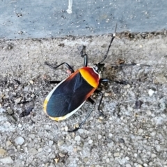 Dindymus versicolor (Harlequin Bug) at Hawker, ACT - 22 Apr 2024 by sangio7