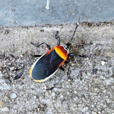 Dindymus versicolor (Harlequin Bug) at Hawker, ACT - 22 Apr 2024 by sangio7