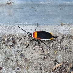 Dindymus versicolor at Hawker, ACT - 22 Apr 2024