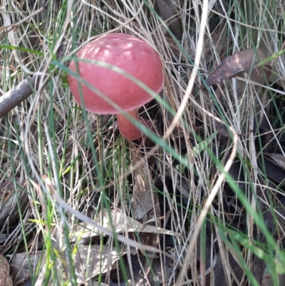 Unidentified Fungus at Tidbinbilla Nature Reserve - 22 Apr 2024 by MB