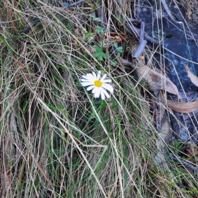 Brachyscome aculeata (Hill Daisy) at Paddys River, ACT - 22 Apr 2024 by MB