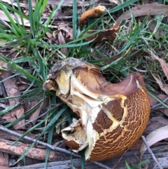 Laccocephalum hartmannii at Sullivans Creek, Acton - 3 May 2024