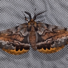 Chelepteryx collesi (White-stemmed Gum Moth) at Jerrabomberra, NSW - 22 Apr 2024 by DianneClarke