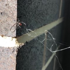 Latrodectus hasselti (Redback Spider) at ANU Kingsley Precinct - 23 Apr 2024 by LouGaffey