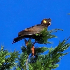 Zanda funerea (Yellow-tailed Black-Cockatoo) at QPRC LGA - 22 Apr 2024 by MatthewFrawley