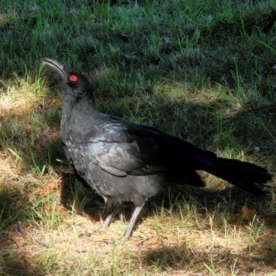 Corcorax melanorhamphos (White-winged Chough) at Braidwood, NSW - 22 Apr 2024 by MatthewFrawley