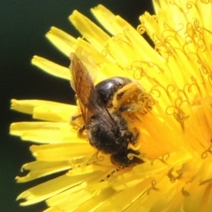 Lasioglossum (Chilalictus) sp. (genus & subgenus) (Halictid bee) at Pollinator-friendly garden Conder - 8 Dec 2023 by MichaelBedingfield