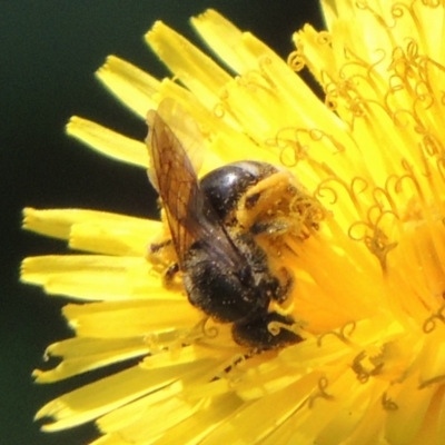 Lasioglossum (Chilalictus) sp. (genus & subgenus) (Halictid bee) at Pollinator-friendly garden Conder - 8 Dec 2023 by MichaelBedingfield