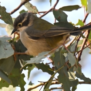 Melithreptus brevirostris at Woodstock Nature Reserve - 23 Apr 2024 10:59 AM