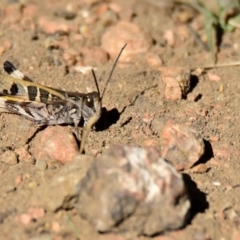 Oedaleus australis (Australian Oedaleus) at Strathnairn, ACT - 23 Apr 2024 by Thurstan